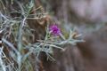 Centaurea akamantis Chaber akamancki